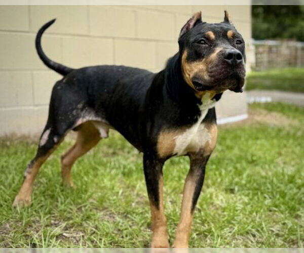 Medium Photo #2 American Pit Bull Terrier-Unknown Mix Puppy For Sale in St. Cloud, FL, USA