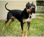 Small #1 American Pit Bull Terrier Mix