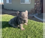 Small #5 French Bulldog