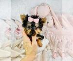 Small #16 Yorkshire Terrier