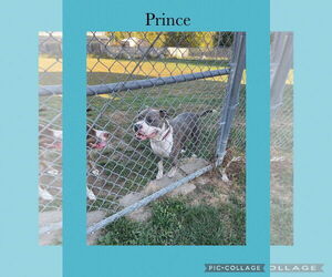 American Pit Bull Terrier-Unknown Mix Dogs for adoption in Kewanee, IL, USA