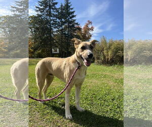 Anatolian Shepherd-Unknown Mix Dogs for adoption in Rockaway, NJ, USA