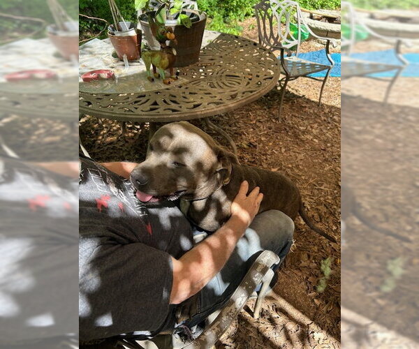 Medium Photo #6 American Pit Bull Terrier-Staffordshire Bull Terrier Mix Puppy For Sale in Atlanta, GA, USA