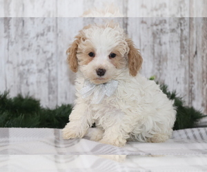 Maltipoo Puppy for Sale in SHILOH, Ohio USA