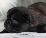 Small Photo #73 Pug Puppy For Sale in WINNSBORO, TX, USA