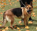Small #3 German Shepherd Dog