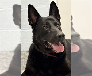 German Shepherd Dog Dogs for adoption in Westminster, MD, USA