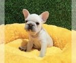 Small #4 French Bulldog