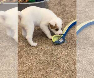 Australian Cattle Dog-Belgian Malinois Mix Puppy for sale in SURPRISE, AZ, USA