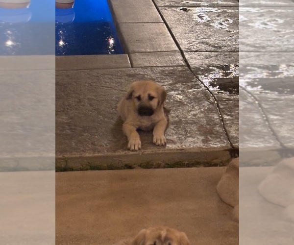 Medium Photo #1 Kangal Dog Puppy For Sale in NORCO, CA, USA