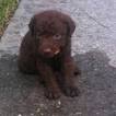 Small Photo #1 Chesapeake Bay Retriever Puppy For Sale in ASTOR, FL, USA