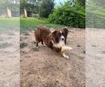 Small #2 Australian Shepherd