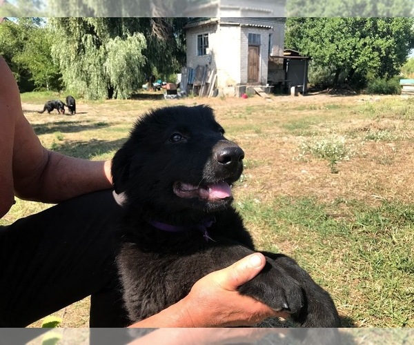 Medium Photo #1 German Shepherd Dog Puppy For Sale in Cherkasy, Cherkasy, Ukraine