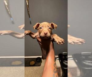American Pit Bull Terrier Puppy for sale in ROCHESTER, NY, USA