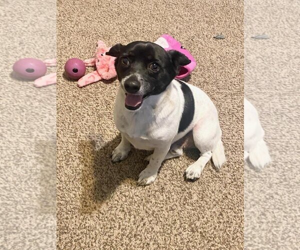 Medium Photo #3 Dorgi Puppy For Sale in Missouri City, TX, USA