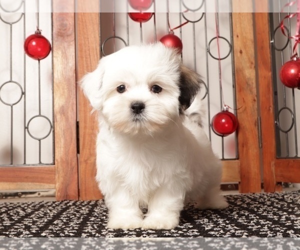 Medium Photo #3 Zuchon Puppy For Sale in NAPLES, FL, USA