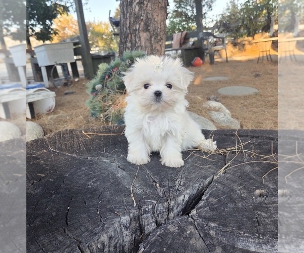 Medium Photo #14 Maltese Puppy For Sale in SANTA CLARITA, CA, USA