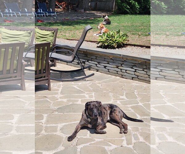 Medium Photo #12 Catahoula Leopard Dog Puppy For Sale in Oakhurst, NJ, USA