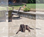 Small #11 Catahoula Leopard Dog