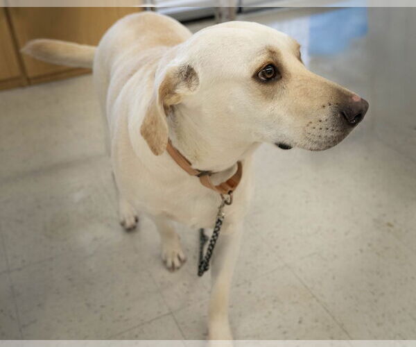 Medium Photo #5 Labrador Retriever Puppy For Sale in Wilmington, NC, USA