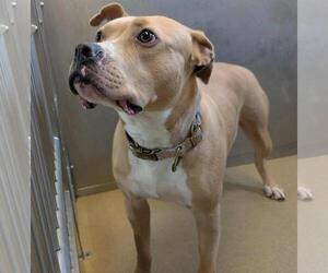 American Pit Bull Terrier-Labrador Retriever Mix Dogs for adoption in Rockwall, TX, USA