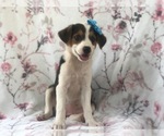 Small Photo #11 Australian Cattle Dog-Shetland Sheepdog Mix Puppy For Sale in LAKELAND, FL, USA
