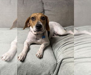 Beagle-Unknown Mix Dogs for adoption in Springdale, PA, USA