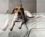 Small Beagle Mix