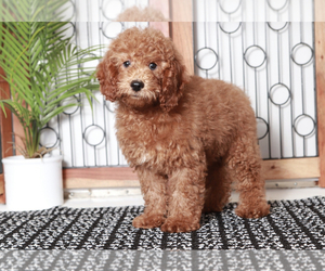 Cavapoo Puppy for sale in NAPLES, FL, USA