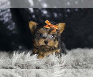 Yorkshire Terrier Puppy for sale in WARSAW, IN, USA