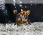 Small Yorkshire Terrier
