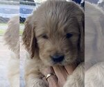 Small #1 Goldendoodle