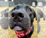 Small #11 Labrador Retriever Mix