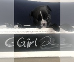 Small Photo #2 French Bulldog Puppy For Sale in APOLLO BEACH, FL, USA