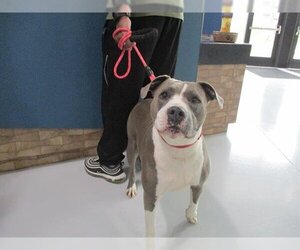 American Pit Bull Terrier Dogs for adoption in Temple, TX, USA