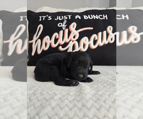 Medium Photo #1 Labradoodle Puppy For Sale in WILLIAMSTOWN, KY, USA