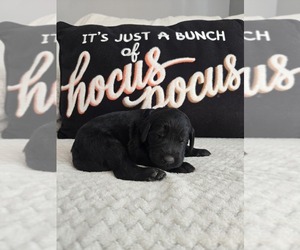 Labradoodle Puppy for Sale in WILLIAMSTOWN, Kentucky USA
