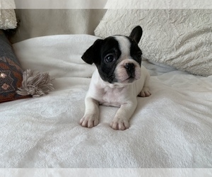 French Bulldog Puppy for sale in JOHNS ISLAND, SC, USA