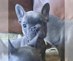 Small Photo #4 French Bulldog Puppy For Sale in GUILFORD, ME, USA