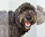 Small Goldendoodle