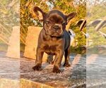 Small #3 French Bulldog