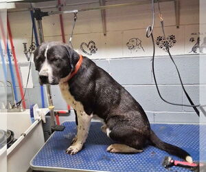Hutch MO - Male American Pit Bull Terrier-Labrador Retriever Mix Dog for Adoption - Photo #4