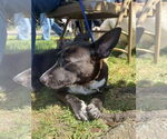 Small #6 Feist Terrier Mix