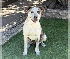 Splendid Ms Solange ~ Exceptional ! - Female American Staffordshire Terrier Dog for Adoption - Photo #3