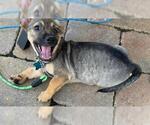 Small #3 Beagle Mix