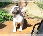 Small Photo #48 French Bulldog Puppy For Sale in AVON PARK, FL, USA