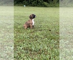 Small Photo #5 Boxer Puppy For Sale in MECHANICSVILLE, MD, USA