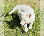 Scout - Female German Shepherd Dog Puppy for Sale - Photo #2