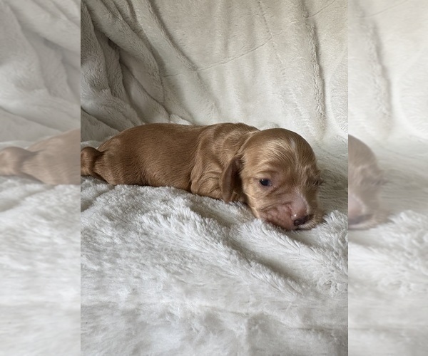 Medium Photo #5 Cocker Spaniel Puppy For Sale in LEANDER, TX, USA