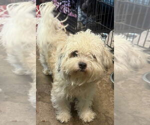 Mutt Dogs for adoption in New York, NY, USA